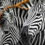 Puzzle Zebras 1000 Teile