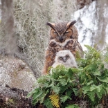 Puzzel COBBLE HILL Virginiaanse oehoe 1000 stukjes