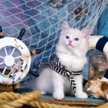 Puzzle Kapitän Kätzchen 1000 Teile