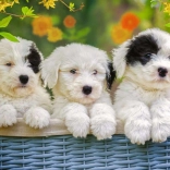 RAVENSBURGER Puzzel Schattige Puppy’s XXL 200 stukjes