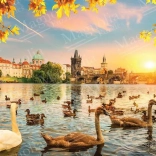 Puzzle Schwäne an der Karlsbrücke 1000 Teile